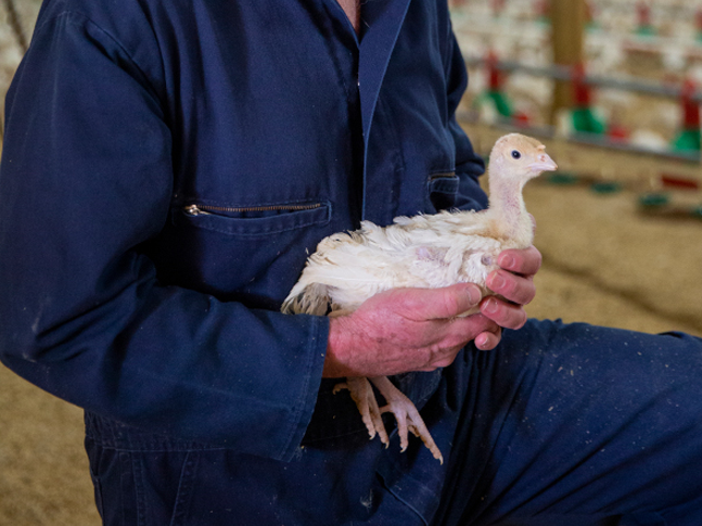 Enhanced poultry housing - Media Brick