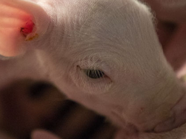Animal Welfare